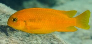 Tropheops sp. 'chilumba' Luwino Reef